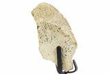 Fossil Hadrosaur Limb Bone Section w/ Metal Stand - South Dakota #339929-1